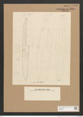 Plagiotropis elegans (de-Toni-Nr.: Genus 30) Zeichnungen Sammlung Grunow Nr. 2494 (NHMW-BOT-W0369815)